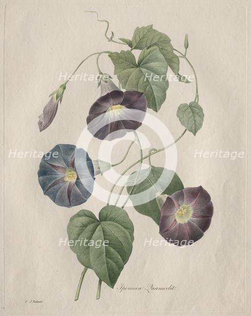 Star-glory Morning-glory, 1827. Creator: Henry Joseph Redouté (French, 1766-1853).