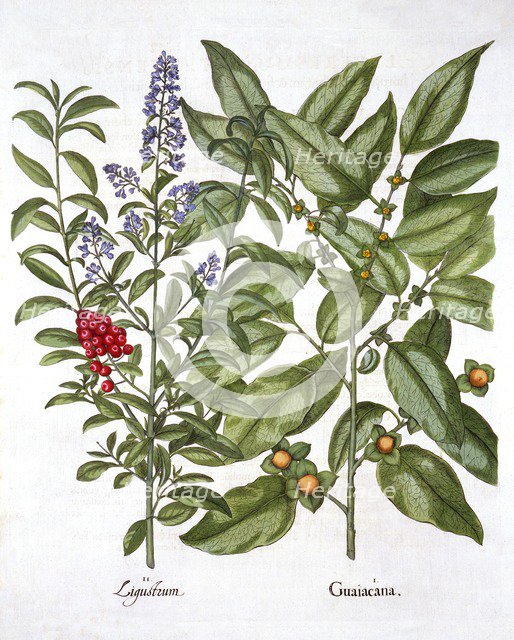 Guaiacum and Chinese Privet, from 'Hortus Eystettensis', by Basil Besler (1561-1629), pub. 1613 (han