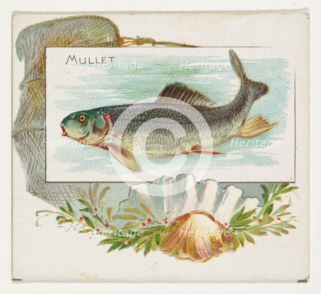 Mullet, from Fish from American Waters series (N39) for Allen & Ginter Cigarettes, 1889. Creator: Allen & Ginter.