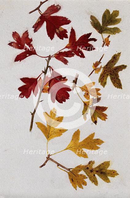 Autumn leaves of hawthorn (Crataegus), c1900s. Creator: Unknown.