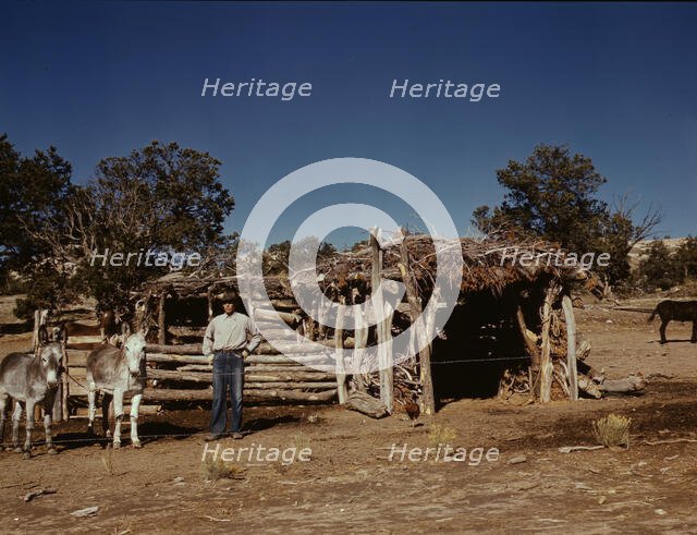 Mr. Leatherman, homesteader, with his work burros in front of his barn, Pie Town, New Mexico, 1940. Creator: Russell Lee.