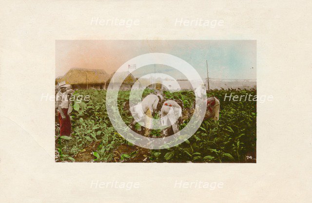 'Cosecha de tabaco. - Tabacco Plantation.', c1910. Artist: Unknown.