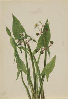 Arum Arrowhead (Sagittaria cuneata), 1923. Creator: Mary Vaux Walcott.