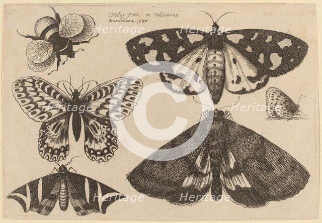 Three Moths, Two Butterflies, and a Bumble Bee, 1646. Creator: Wenceslaus Hollar.