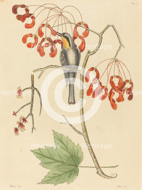 The Yellow Throated Creeper, published 1754. Creator: Mark Catesby.