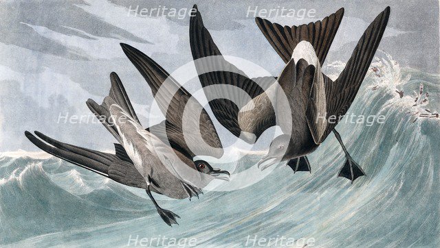 Fork Tailed Petrel, Thalassidroma Leachii, 1845.