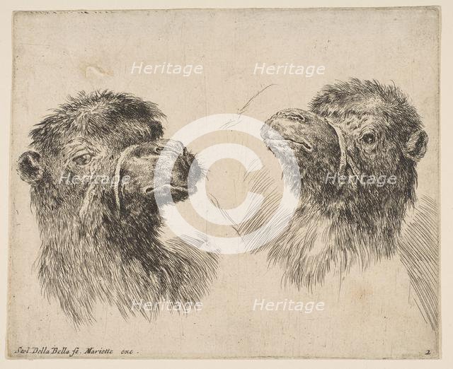 Two Camel Heads, ca. 1641. Creator: Stefano della Bella.