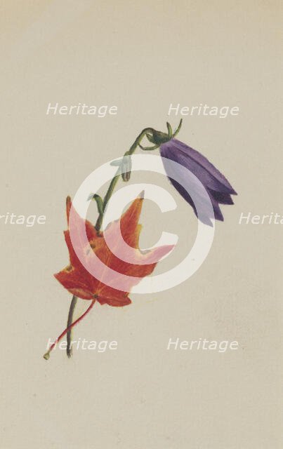 (Untitled), ca. 1876. Creator: Mary Vaux Walcott.