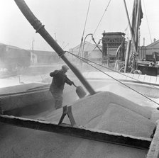 Pumping grain into barges, Millwall, London, 1953. Artist: Henry Grant
