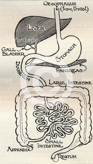 'Diagram showing the Alimentary Canal, which passes right through the body', c1934. Artist: Unknown.
