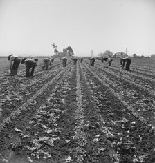 Filipino boys thinning lettuce, Salinas Valley, California, 1939. Creator: Dorothea Lange.