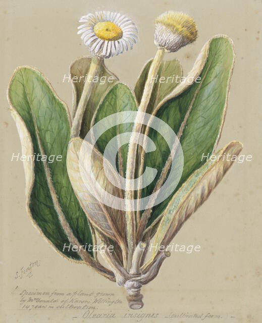 Pachystegia insignis, c.1885. Creator: Sarah Featon.