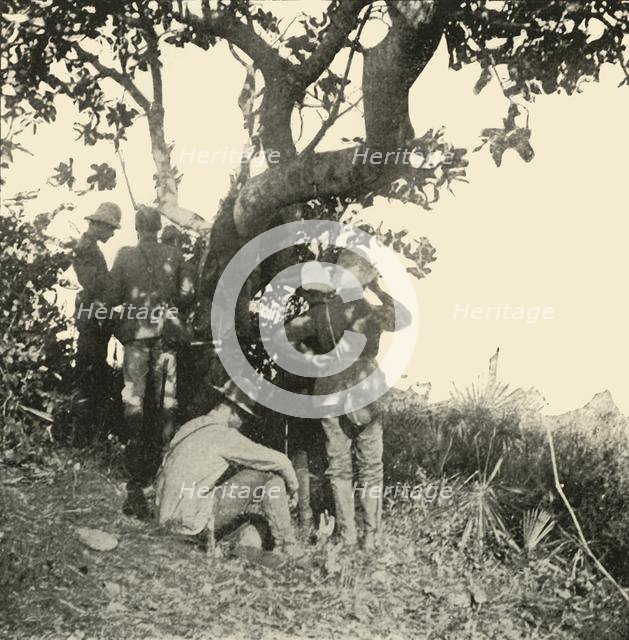 'Tree from which Captain Paget...Saw...San Juan Battle', Spanish-American War, June 1898, (1899). Creator: Burr McIntosh.