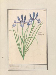 Blue Iris (Iris sibirica), 1596-1610. Creators: Anselmus de Boodt, Elias Verhulst.