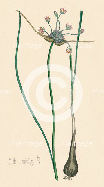'Allium oleraceum, var. genuinum. Field Garlic, var. a', 19th Century. Artist: Unknown.