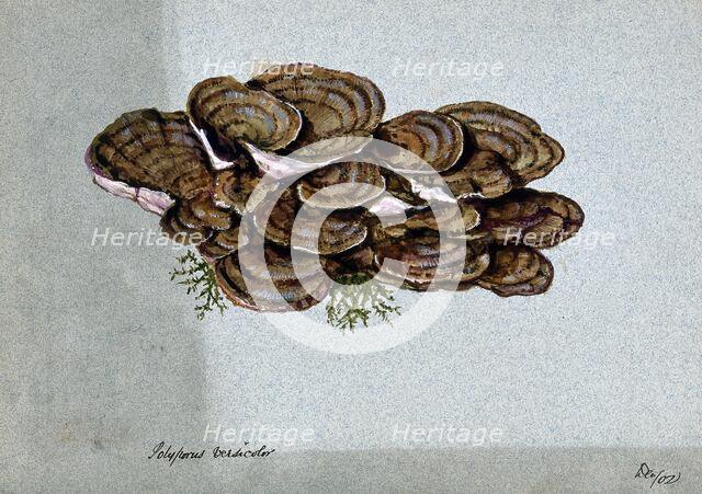 A bracket fungus (Coriolus versicolor): a large group of fruiting bodies, 1902. Creator: Unknown.