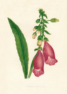 'Purple Foxglove', c1891, (1891). Creator: Anne Pratt.