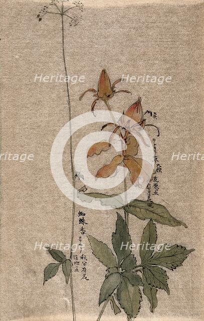 A fruiting rose (Rosa species) on the left, a flowering plant on the right. Creator: Unknown.