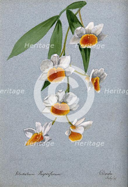 An orchid (Dendrobium thyrsiflorum): flowering stem, 1899. Creator: Unknown.