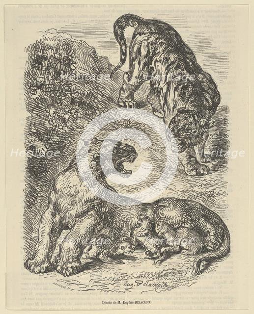 Tigress Attacked by a Tiger While Nursing her Young, 1853., 1853. Creator: Eugene Delacroix.