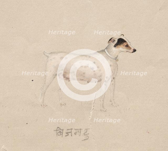 Dog, 1800s. Creator: Unknown.