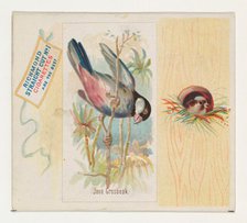 Java Grosbeak, from the Song Birds of the World series (N42) for Allen & Ginter Cigarettes..., 1890. Creator: Allen & Ginter.