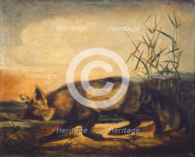 Long-Tailed Red Fox, 1848/1854. Creator: John Woodhouse Audubon.