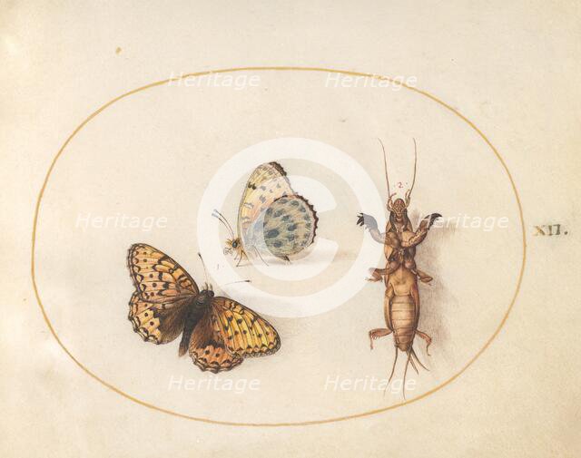 Plate 12: Two Butterflies and a Mole Cricket, c. 1575/1580. Creator: Joris Hoefnagel.