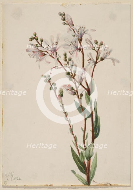 Tarflower (Befaria racemosa), 1922. Creator: Mary Vaux Walcott.