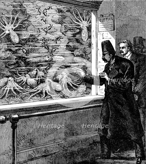 At the Crystal Palace: feeding the cuttle-fish in the Aquarium, 1873. Creator: Unknown.
