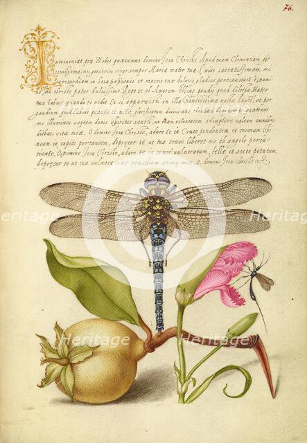 Dragonfly, Pear, Carnation, and Insect, 1561-1562; illumination added 15+E:K1-1596. Creator: Joris Hoefnagel.