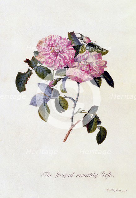 The Striped Monthly Rose, c. 1745 (hand coloured engraving). Creator: "Georg Dionysius Ehret (1710 - 70); Ehret, Georg Dionysius (1710-1770)".