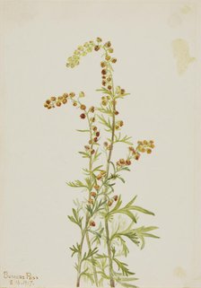 Rock Wormwood (Artemisia discolor), 1917. Creator: Mary Vaux Walcott.