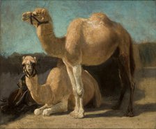 Two Camels, between 1852-1853. Creator: Henryk Rodakowski.