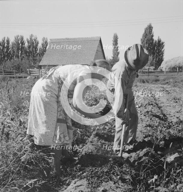 Couple digging their sweet potatoes in the fall, Irrigon, Morrow County, Oregon, 1939. Creator: Dorothea Lange.