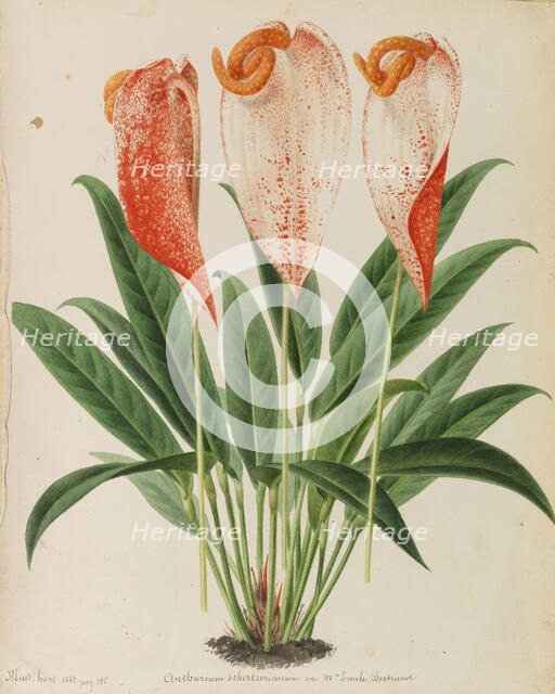 Originaux de publications d´horticulture et d´arboriculture, 1878-1881. Creator: Pannemaeker, Pieter Joseph de (1832-1904).