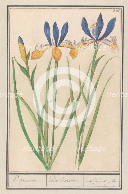Blue-yellow Iris (Iris sibirica), 1596-1610. Creators: Anselmus de Boodt, Elias Verhulst.