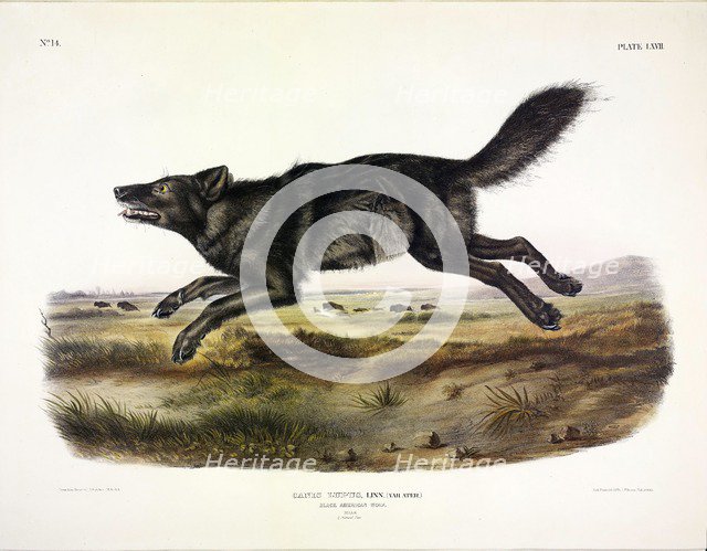 Black American Wolf, Canis Lupus, 1845.