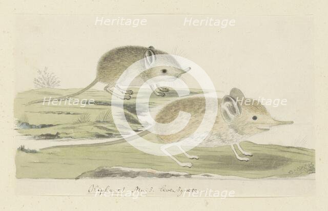 Macroscelides proboscideus (Round-eared elephant shrew), 1779-1780. Creator: Robert Jacob Gordon.