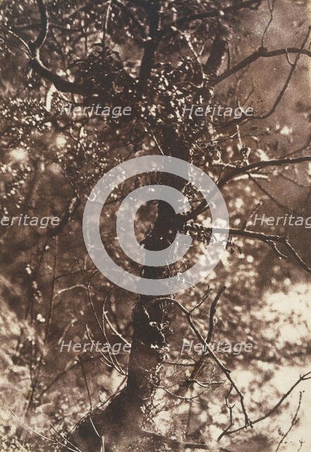 The Fairy Tree at Colinton, 1846. Creators: David Octavius Hill, Robert Adamson, Hill & Adamson.