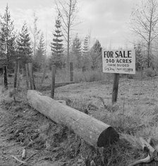 Sign on back road in cut-over area, Boundary County, Idaho, 1939. Creator: Dorothea Lange.