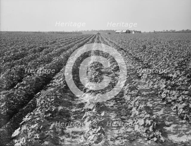 Lake Dick project, Arkansas, 1938. Creator: Dorothea Lange.