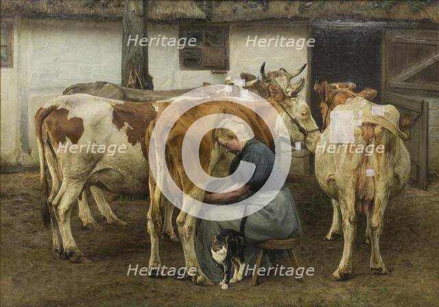 Milking the Cows. West Jutland, 1897-1899. Creator: Niels Pedersen Mols.