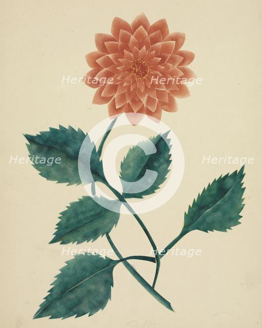 Dahlia. Creator: Mary Altha Nims (American, 1817-1907).