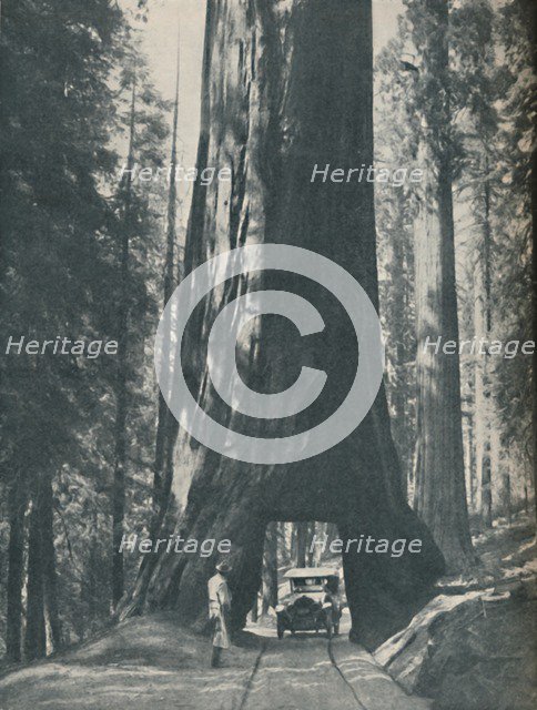 'Fine Specimen of the Largest Organism That Ever Lived', c1935. Artist: Unknown.