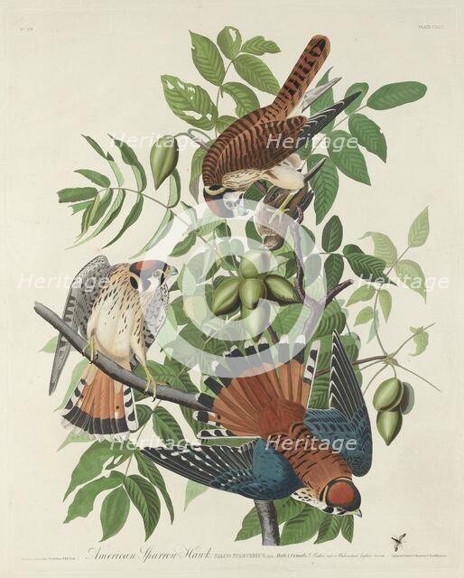 American Sparrow Hawk, 1832. Creator: Robert Havell.
