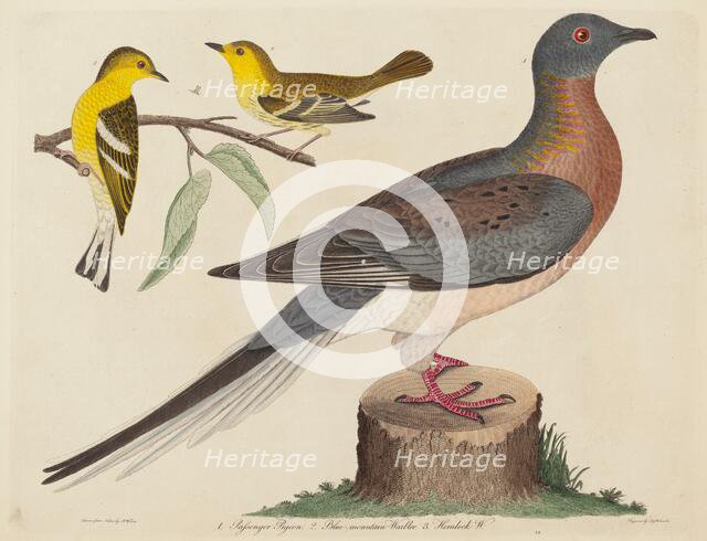 Passenger Pigeon, Blue-mountain Warbler, and Hemlock Warbler, published 1808-1814. Creator: John G. Warnicke.