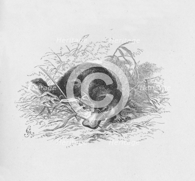 'Ornithorhynchus Paradoxus',  c1885, (1890). Artist: Robert Taylor Pritchett.