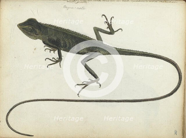 Tree lizard, 1785. Creator: Jan Brandes.
