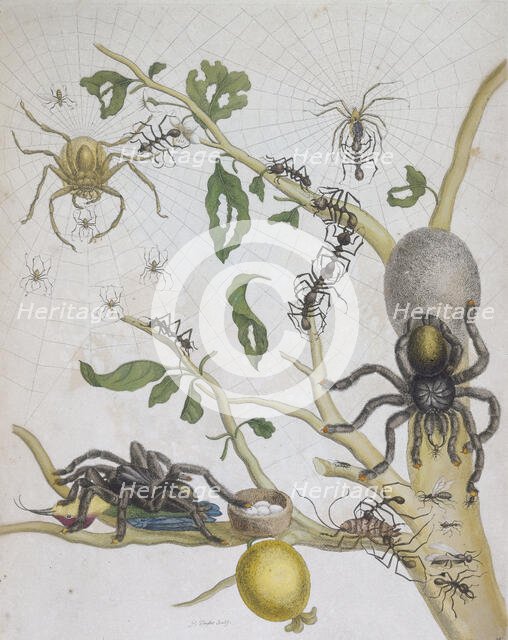 Spiders with their eggs, 1705. Creator: Pieter Sluyter.